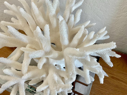 Extra LARGE 100% Natural Oversized BRANCH Coral Fossil 14" x 11" x 8" XL Specimen