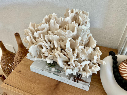 Beige Cactus Coral Fossil 16" x 12" x 9" XL Extra LARGE 100% Natural Specimen