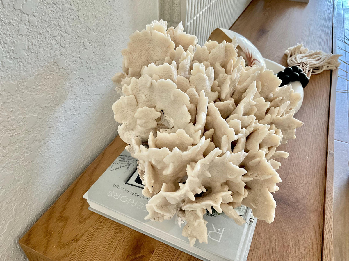 Beige Cactus Coral Fossil 16" x 12" x 9" XL Extra LARGE 100% Natural Specimen