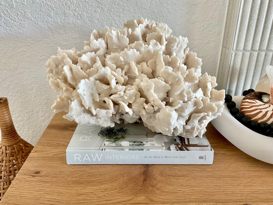 Beige Cactus Coral Fossil 16" x 12" x 9" XL Extra LARGE 100% Natural Specimen
