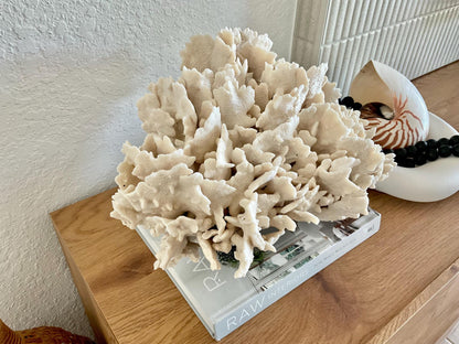 Beige Cactus Coral Fossil 16" x 12" x 9" XL Extra LARGE 100% Natural Specimen