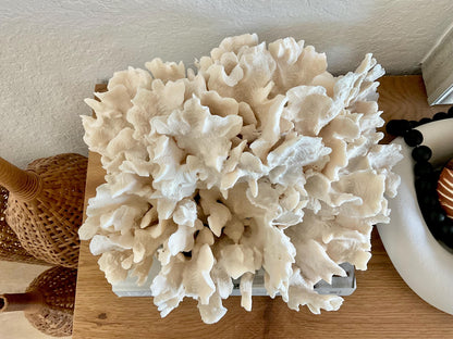 Beige Cactus Coral Fossil 15" x 13" x 8.5" XL Extra LARGE 100% Natural Specimen