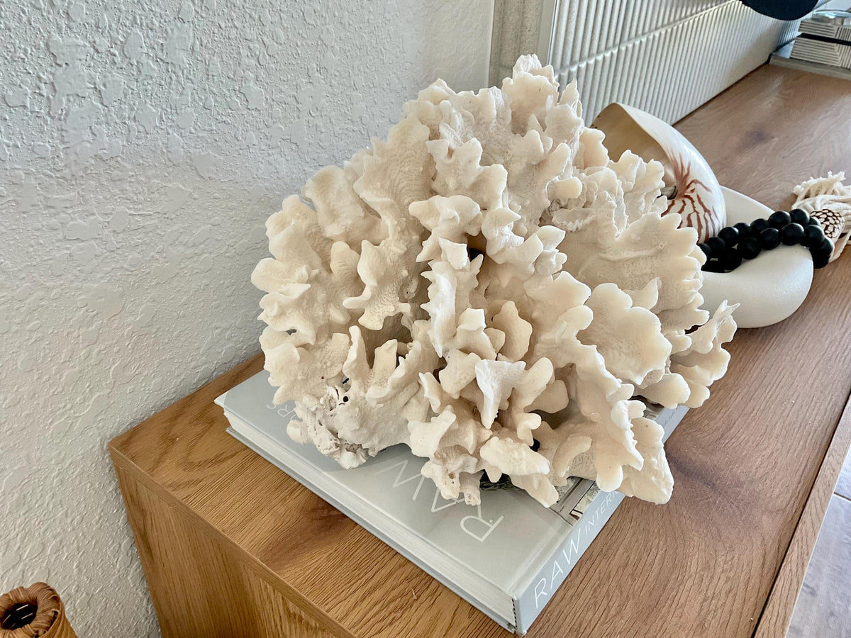 Beige Cactus Coral Fossil 15" x 13" x 8.5" XL Extra LARGE 100% Natural Specimen