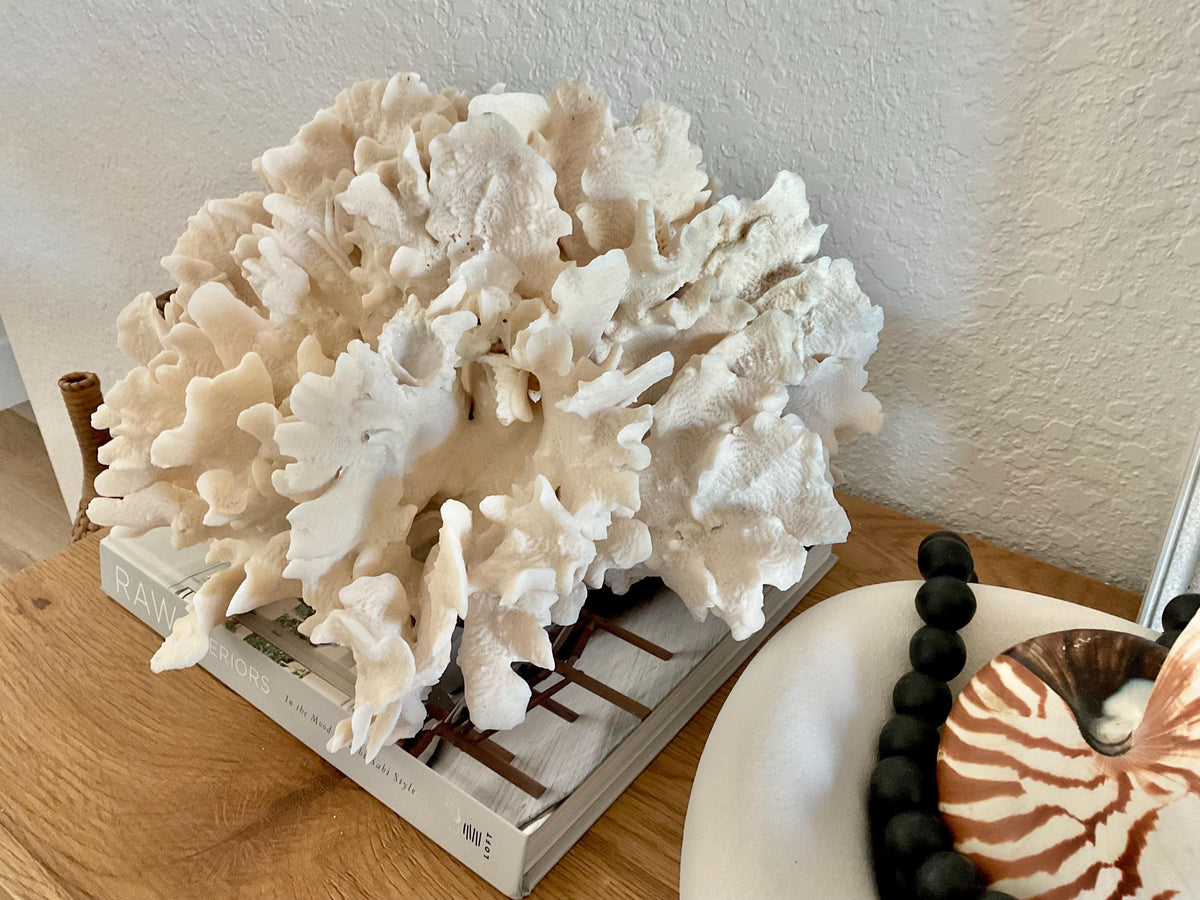 Beige Cactus Coral Fossil 15" x 13" x 8.5" XL Extra LARGE 100% Natural Specimen
