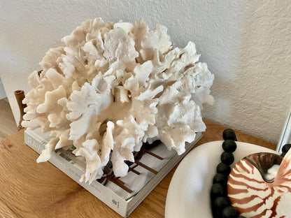 Beige Cactus Coral Fossil 15" x 13" x 8.5" XL Extra LARGE 100% Natural Specimen