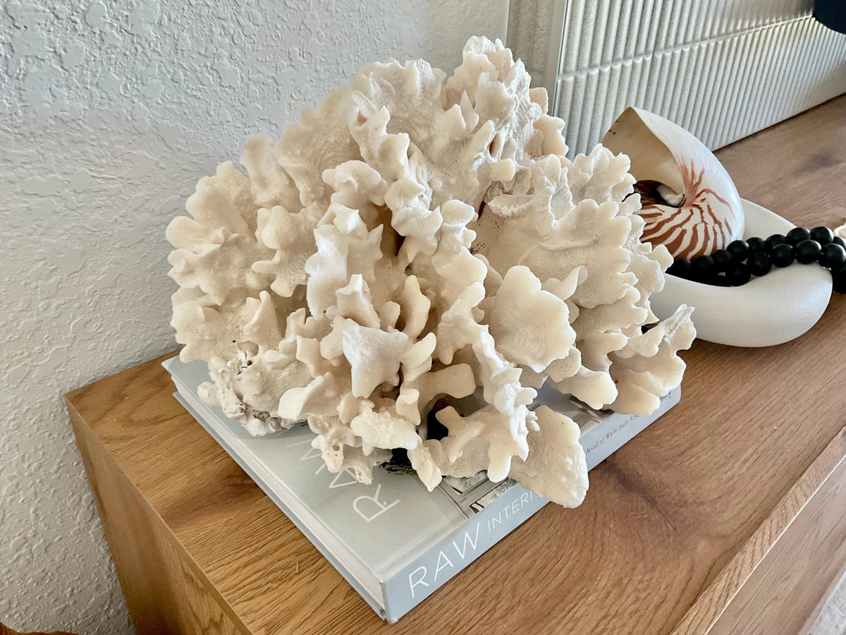 Beige Cactus Coral Fossil 15" x 13" x 8.5" XL Extra LARGE 100% Natural Specimen