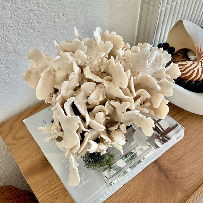 Beige Cactus Coral Fossil 14" x 10" x 8" XL Extra LARGE 100% Natural Specimen