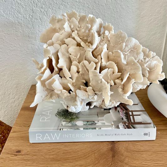 Beige Cactus Coral Fossil 14" x 10" x 8" XL Extra LARGE 100% Natural Specimen