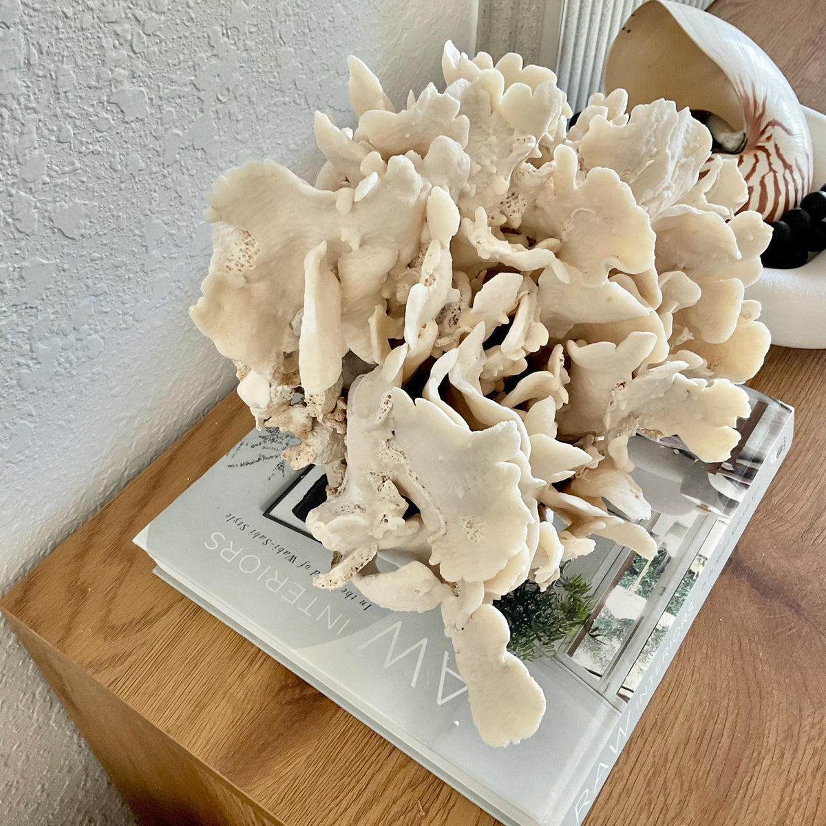 Beige Cactus Coral Fossil 14" x 10" x 8" XL Extra LARGE 100% Natural Specimen