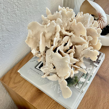 Beige Cactus Coral Fossil 14" x 10" x 8" XL Extra LARGE 100% Natural Specimen