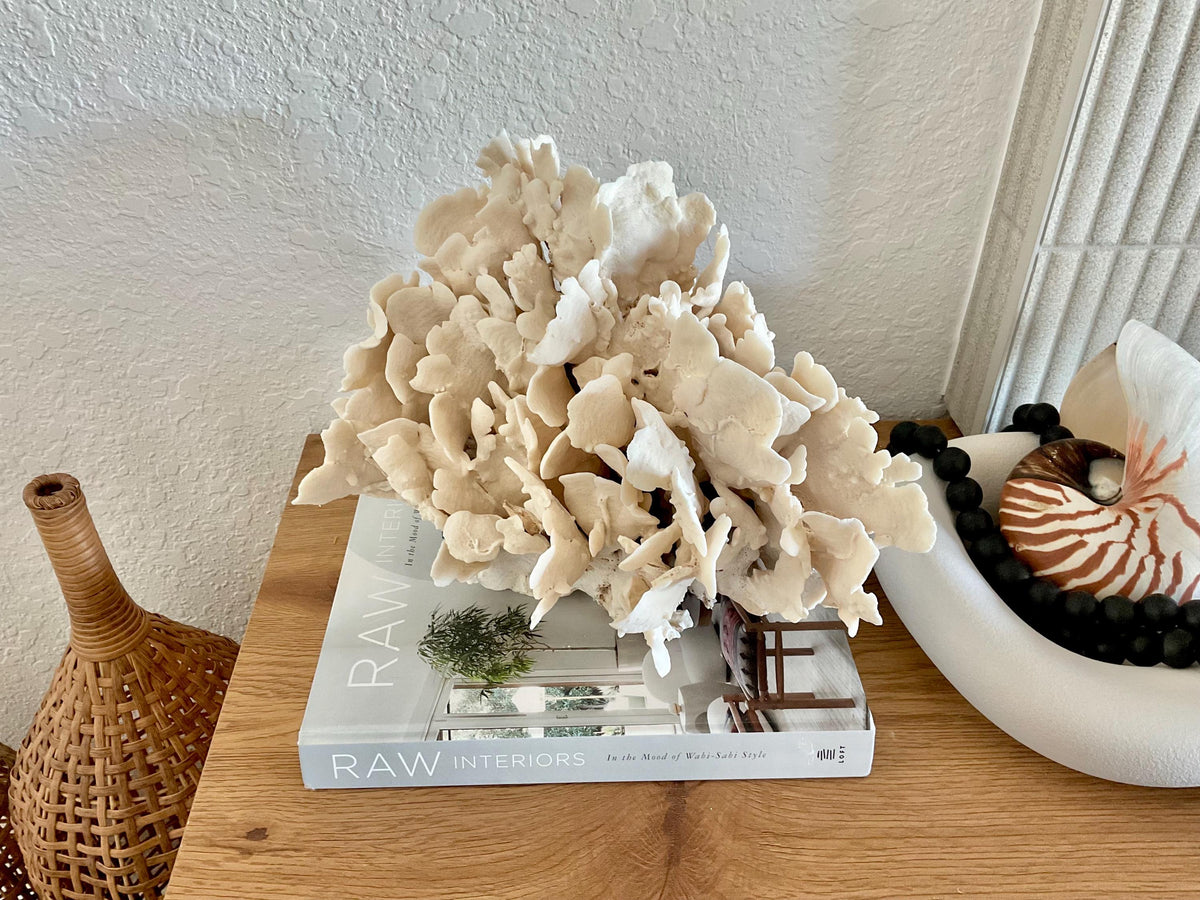 Beige Cactus Coral Fossil 14" x 10" x 8" XL Extra LARGE 100% Natural Specimen