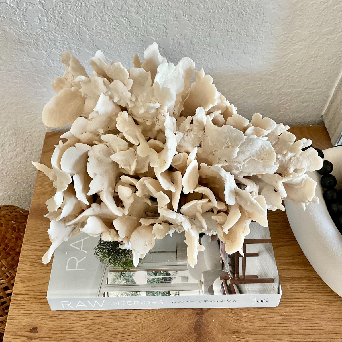 Beige Cactus Coral Fossil 14" x 10" x 8" XL Extra LARGE 100% Natural Specimen