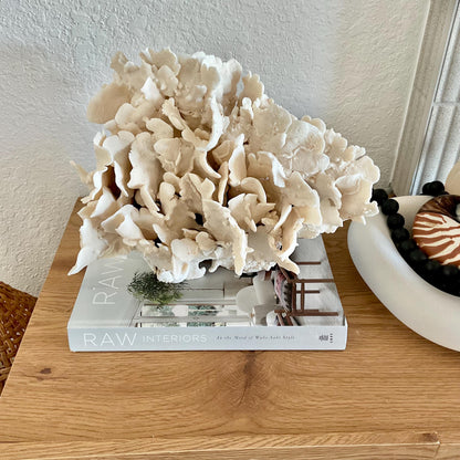 Beige Cactus Coral Fossil 14" x 10" x 8" XL Extra LARGE 100% Natural Specimen