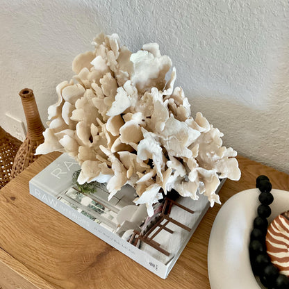 Beige Cactus Coral Fossil 14" x 10" x 8" XL Extra LARGE 100% Natural Specimen