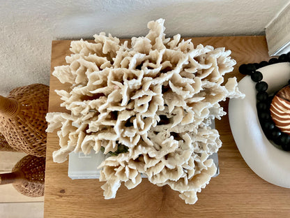 Beige Cactus Coral Fossil 13" x 11.5" x 7" XL Extra LARGE 100% Natural Specimen