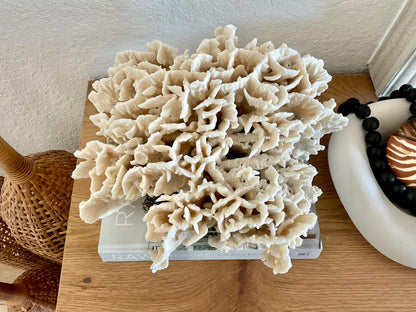 Beige Cactus Coral Fossil 13" x 11.5" x 7" XL Extra LARGE 100% Natural Specimen