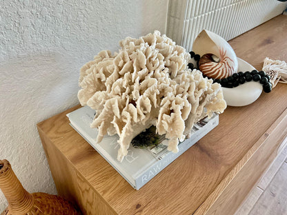 Beige Cactus Coral Fossil 13" x 11.5" x 7" XL Extra LARGE 100% Natural Specimen