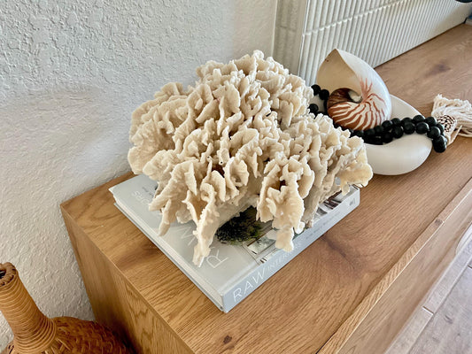 Beige Cactus Coral Fossil 13" x 11.5" x 7" XL Extra LARGE 100% Natural Specimen