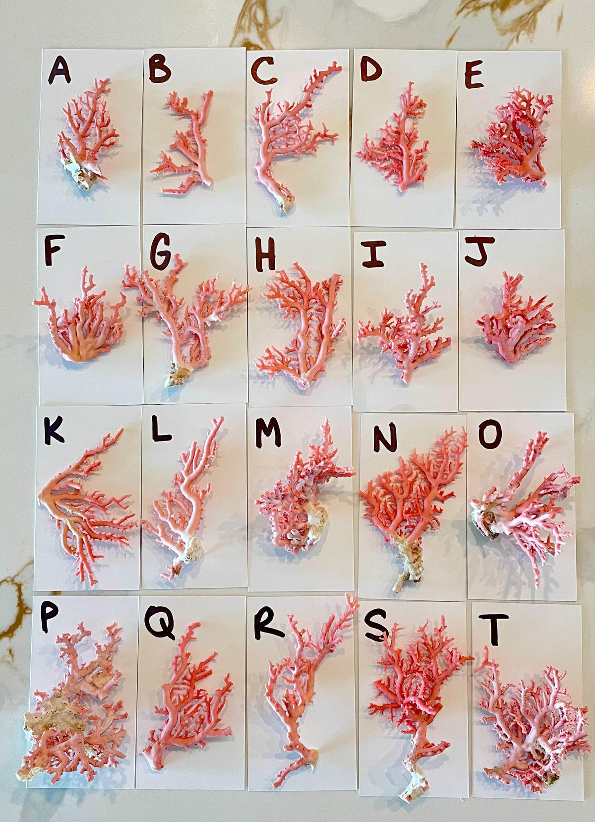 Pink Stylaster Coral Branches 1.5"-3.5" Pieces, You Choose Piece, Coastal Craft & Décor