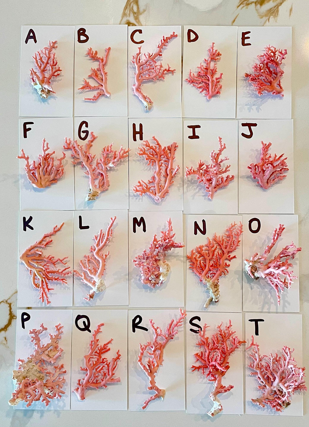 Pink Stylaster Coral Branches 1.5"-3.5" Pieces, You Choose Piece, Coastal Craft & Décor