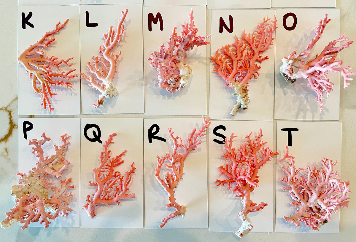 Pink Stylaster Coral Branches 1.5"-3.5" Pieces, You Choose Piece, Coastal Craft & Décor