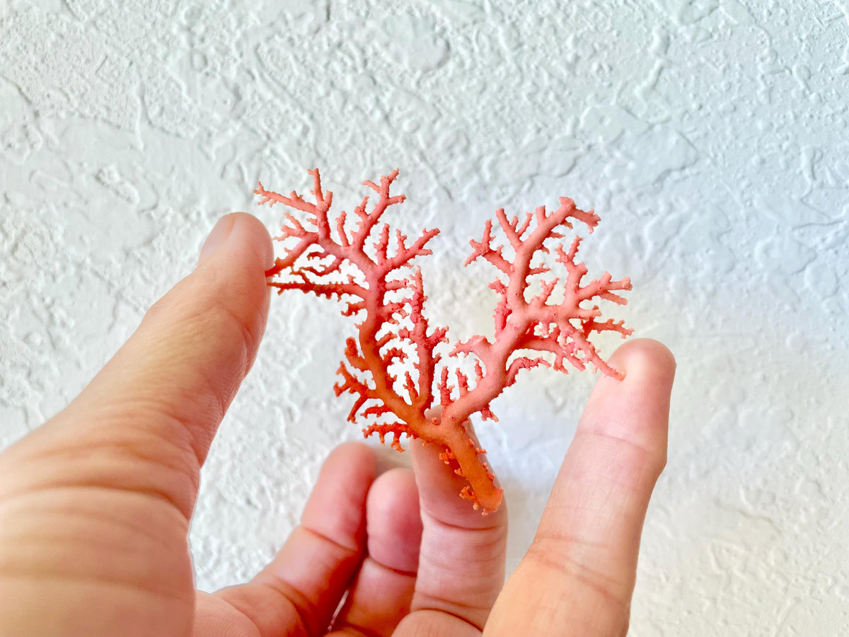 Pink Stylaster Coral Branches 1.5"-3.5" Pieces, You Choose Piece, Coastal Craft & Décor