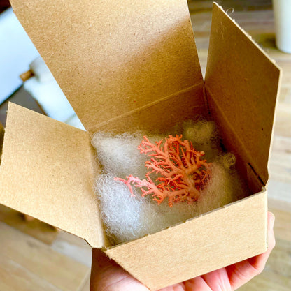 Pink Stylaster Coral Branches 1.5"-3.5" Pieces, You Choose Piece, Coastal Craft & Décor
