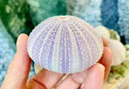 Purple Sea Urchin Shells 1.5-2.25" *You Choose Quantity*Natural Small Craft Seashells Sea Life