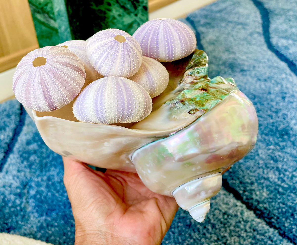 Purple Sea Urchin Shells 1.5-2.25" *You Choose Quantity*Natural Small Craft Seashells Sea Life