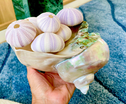 Purple Sea Urchin Shells 1.5-2.25" *You Choose Quantity*Natural Small Craft Seashells Sea Life