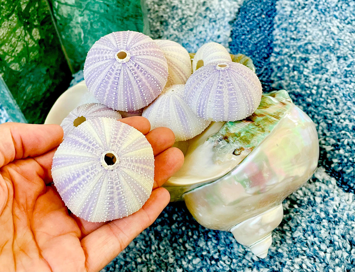 Purple Sea Urchin Shells 1.5-2.25" *You Choose Quantity*Natural Small Craft Seashells Sea Life