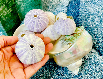 Purple Sea Urchin Shells 1.5-2.25" *You Choose Quantity*Natural Small Craft Seashells Sea Life