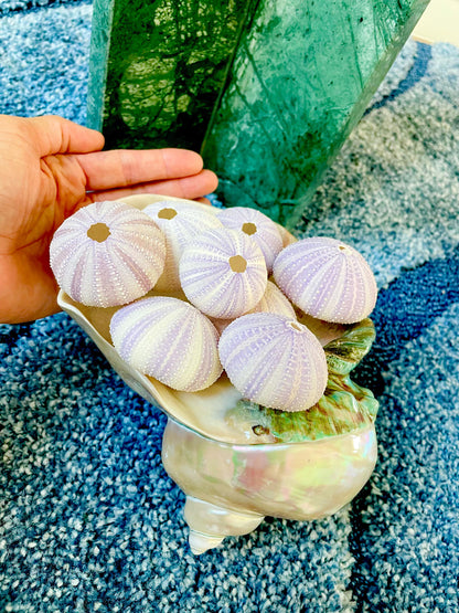 Purple Sea Urchin Shells 1.5-2.25" *You Choose Quantity*Natural Small Craft Seashells Sea Life