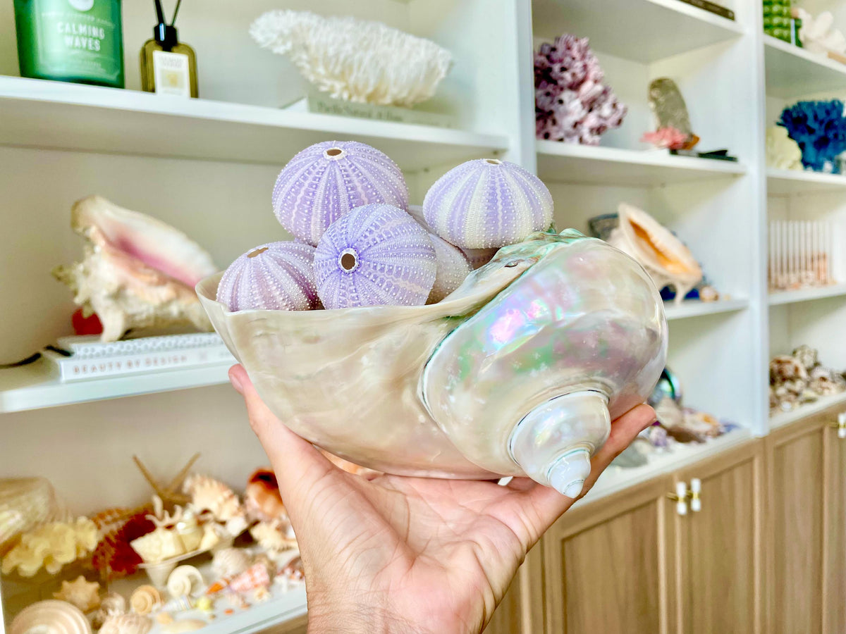 Purple Sea Urchin Shells 1.5-2.25" *You Choose Quantity*Natural Small Craft Seashells Sea Life