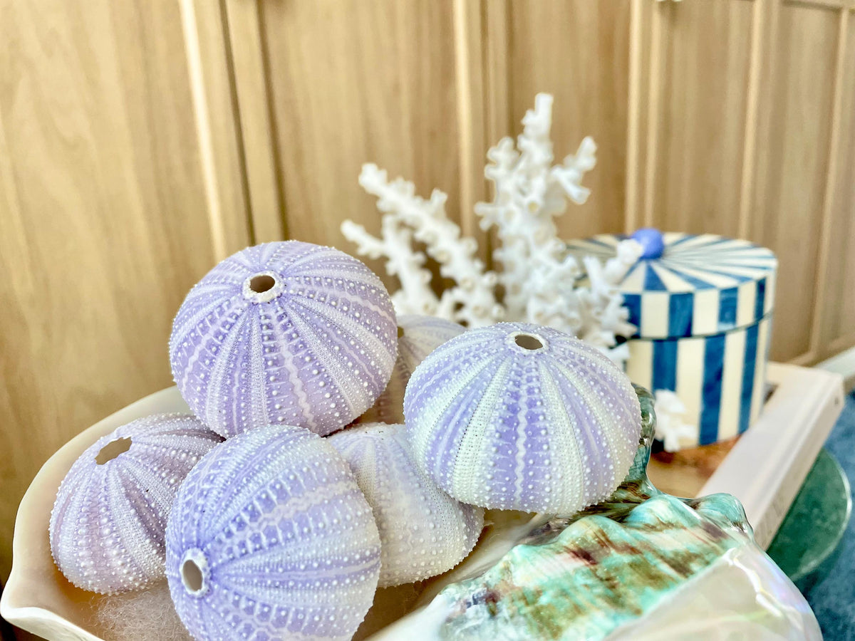 Purple Sea Urchin Shells 1.5-2.25" *You Choose Quantity*Natural Small Craft Seashells Sea Life