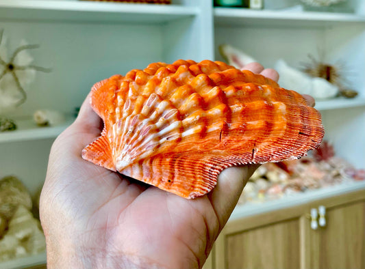 Raw BRIGHT Orange Lion's Paw Scallop Shells 5-7" *You Choose Size* Coastal Décor