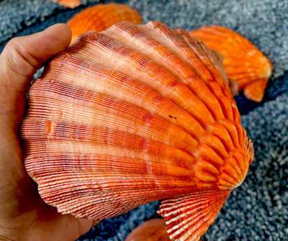Raw BRIGHT Orange Lion's Paw Scallop Shells 5-7" *You Choose Size* Coastal Décor