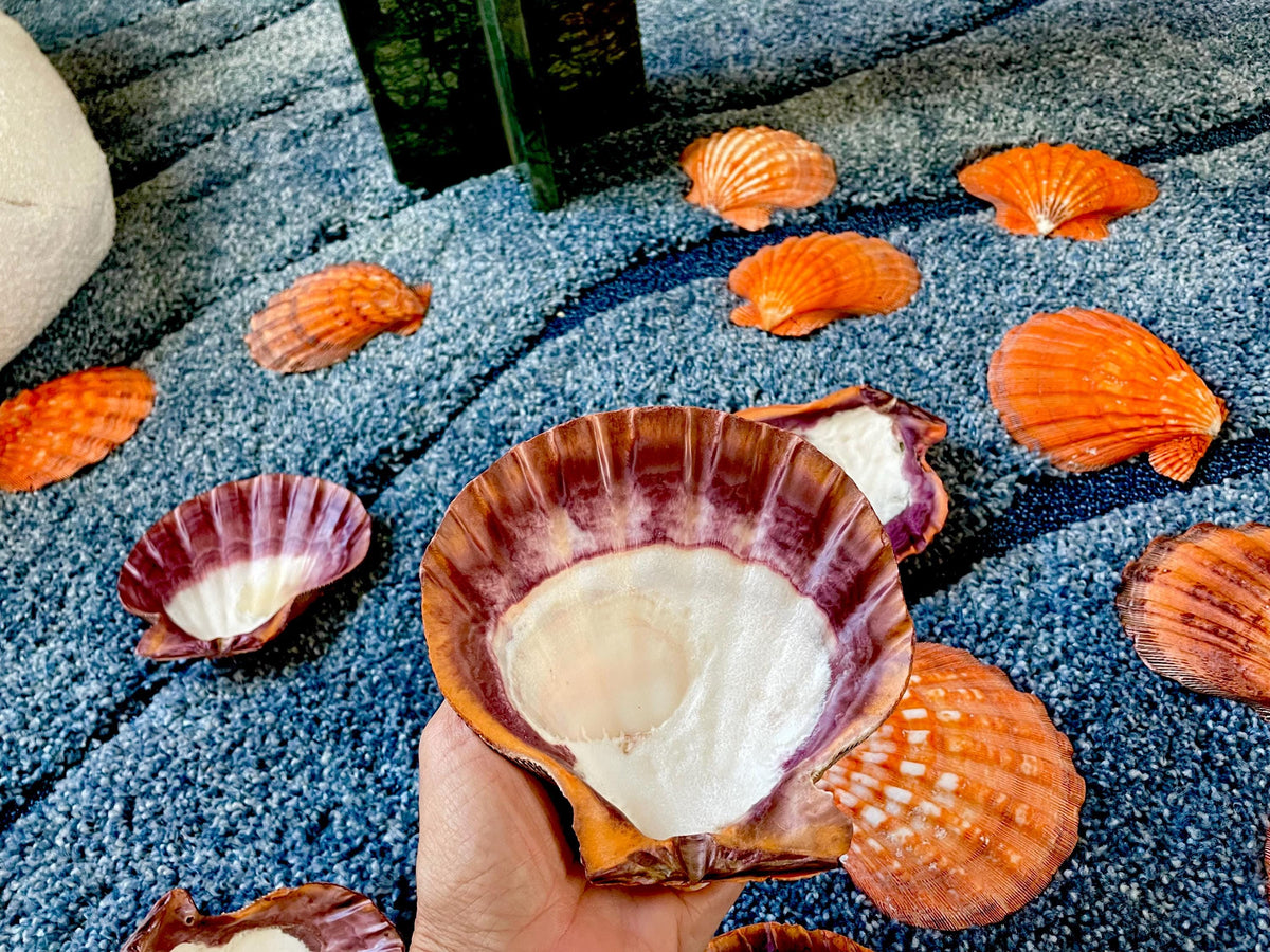 Raw BRIGHT Orange Lion's Paw Scallop Shells 5-7" *You Choose Size* Coastal Décor
