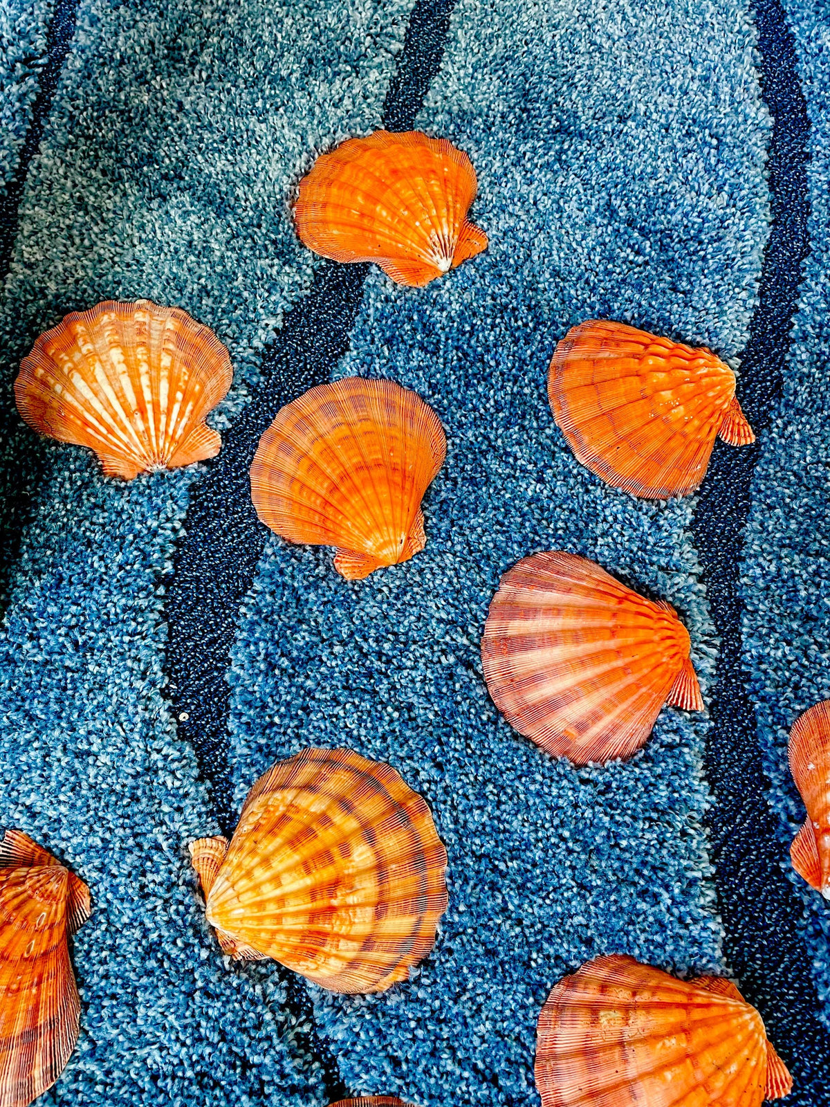 Raw BRIGHT Orange Lion's Paw Scallop Shells 5-7" *You Choose Size* Coastal Décor