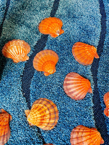 Raw BRIGHT Orange Lion's Paw Scallop Shells 5-7" *You Choose Size* Coastal Décor