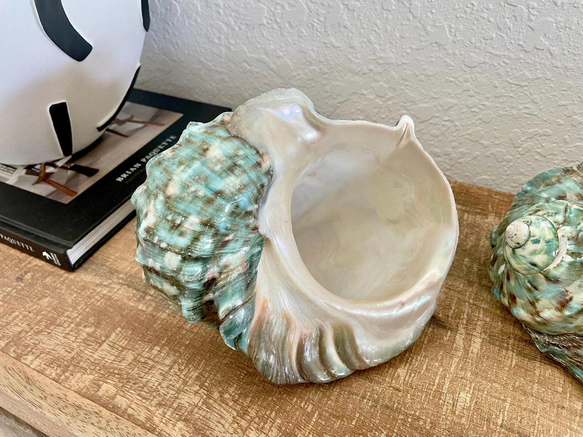 Green GIANT Polished Turban Shell, 7-8" Marmaoratus Turbo Coastal Décor