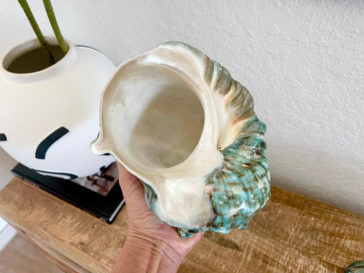 Green GIANT Polished Turban Shell, 7-8" Marmaoratus Turbo Coastal Décor