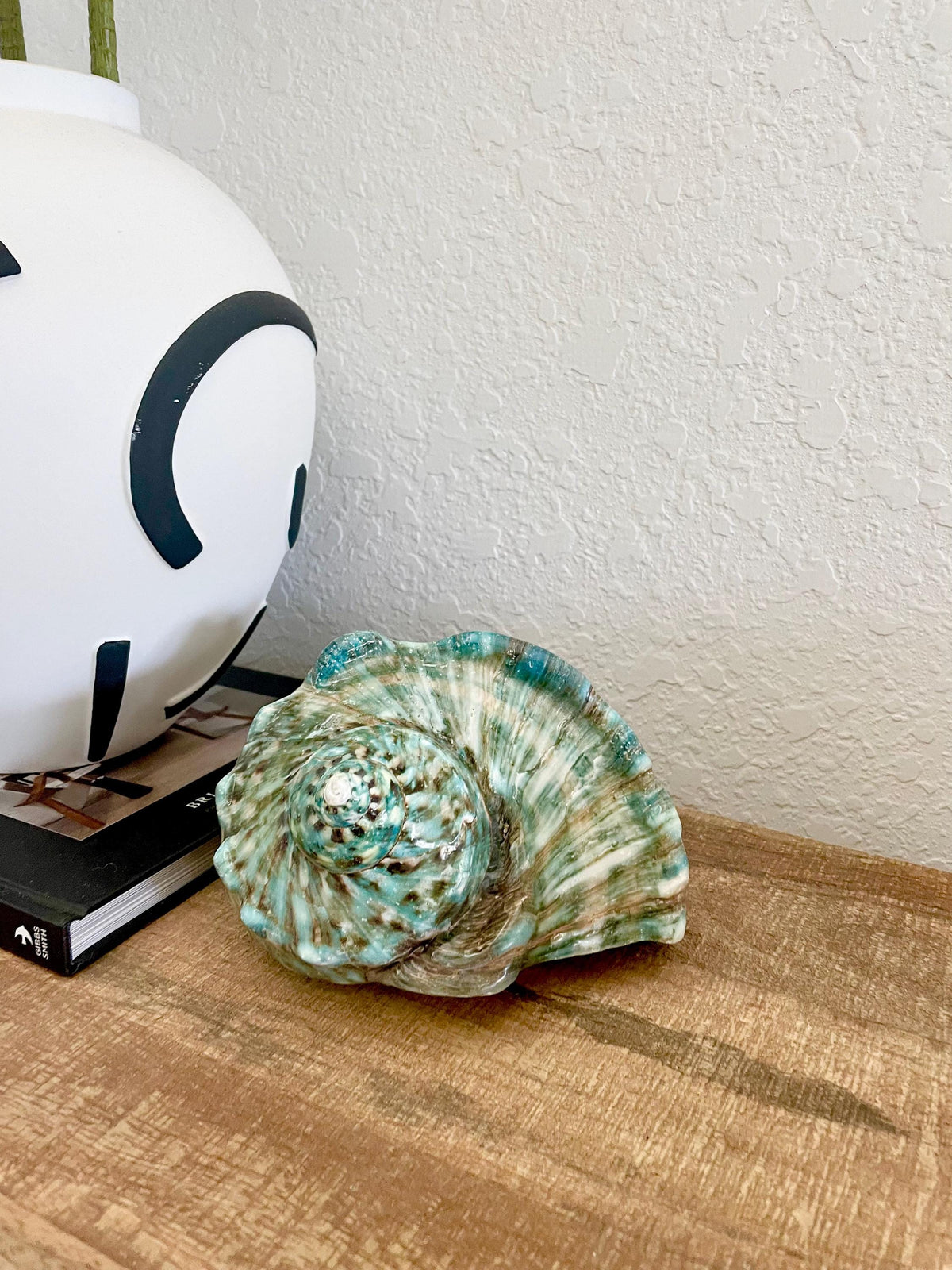Green GIANT Polished Turban Shell, 7-8" Marmaoratus Turbo Coastal Décor