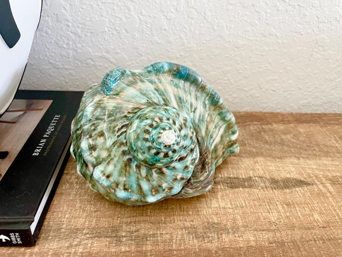 Green GIANT Polished Turban Shell, 7-8" Marmaoratus Turbo Coastal Décor