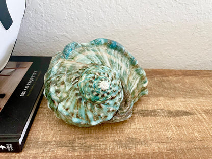 Green GIANT Polished Turban Shell, 7-8" Marmaoratus Turbo Coastal Décor