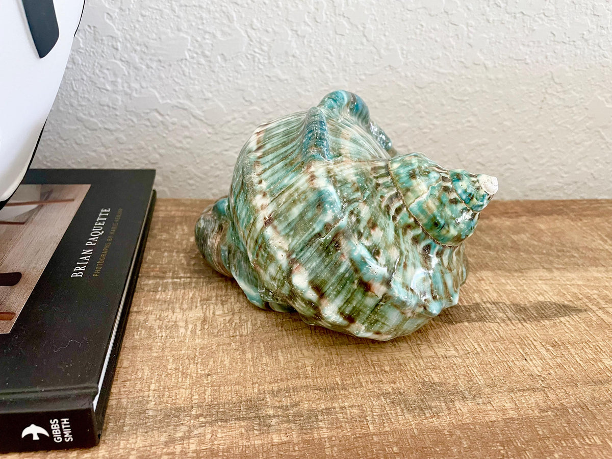 Green GIANT Polished Turban Shell, 7-8" Marmaoratus Turbo Coastal Décor