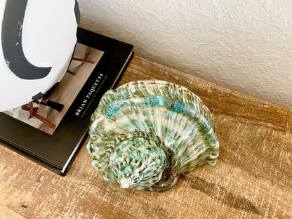 Green GIANT Polished Turban Shell, 7-8" Marmaoratus Turbo Coastal Décor