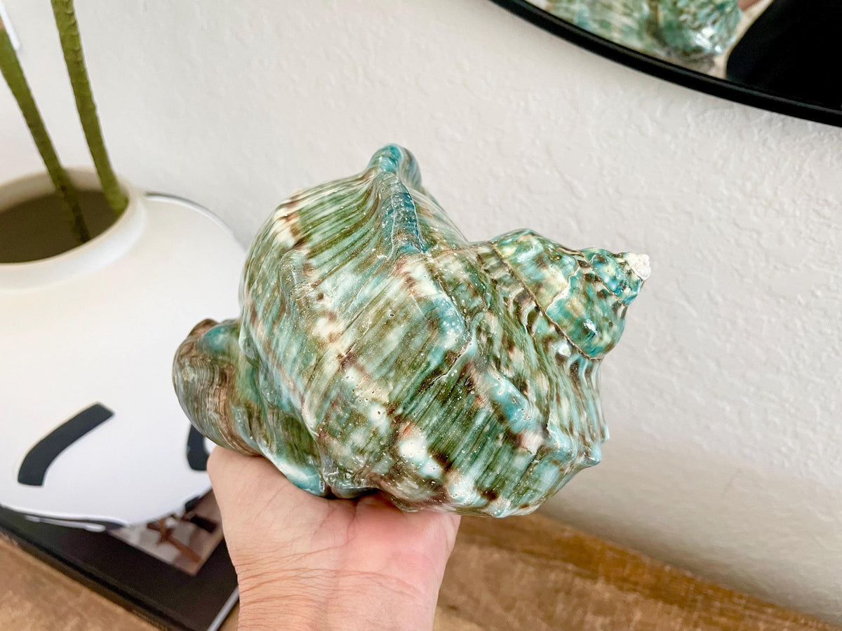 Green GIANT Polished Turban Shell, 7-8" Marmaoratus Turbo Coastal Décor