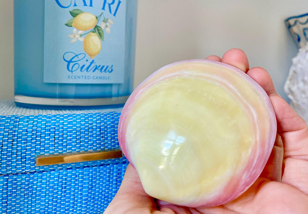 Polished Yellow Pink Clam Shells, 3-3.5", You choose Quantity, Paired Shells Craft Seashells