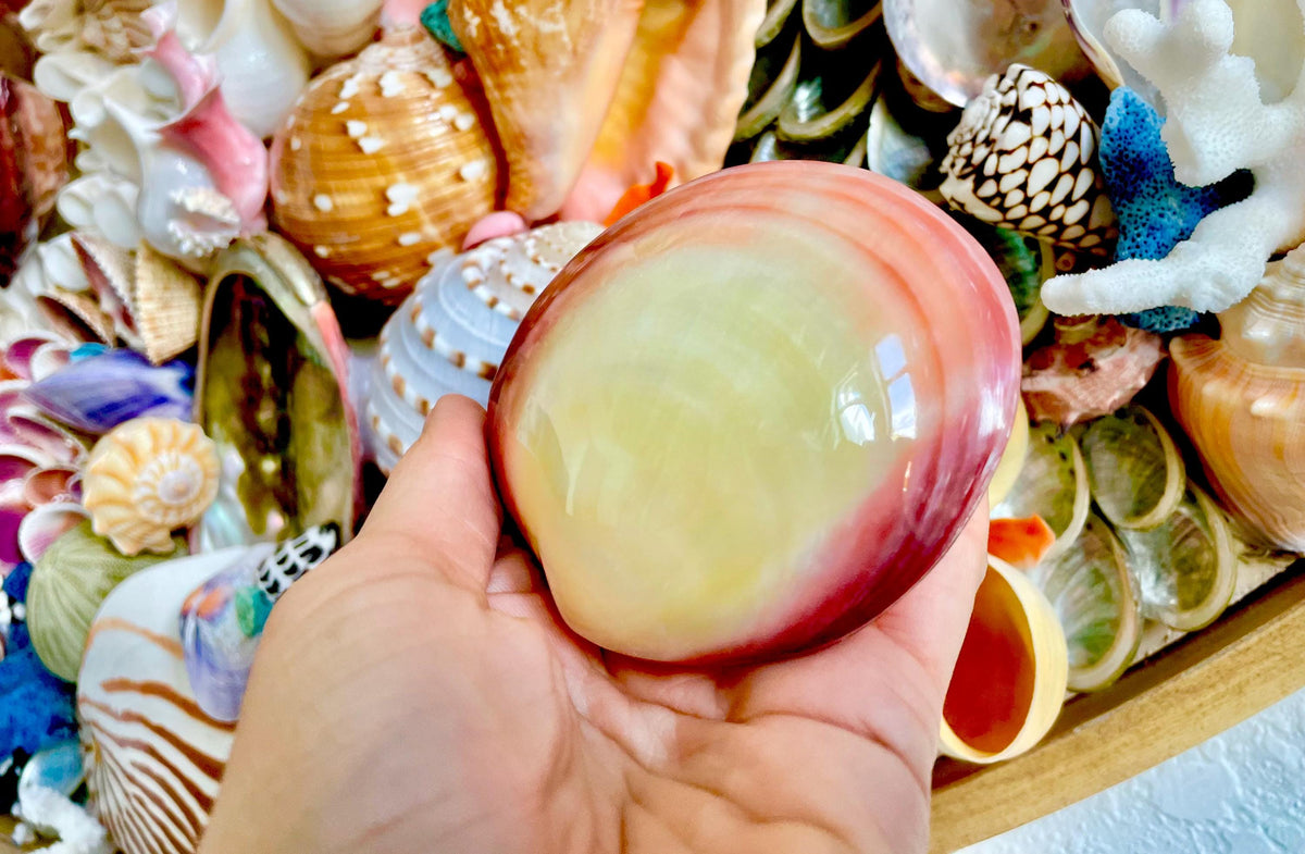 Polished Yellow Pink Clam Shells, 3-3.5", You choose Quantity, Paired Shells Craft Seashells
